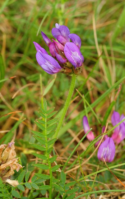 Astragalus danicus. Purple Milk-vetch.