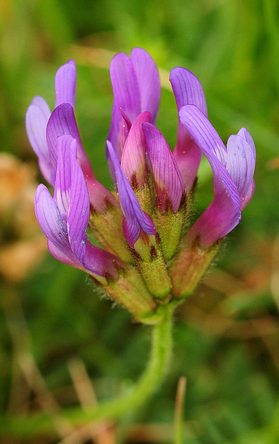 Astragalus danicus. Purple Milk-vetch.