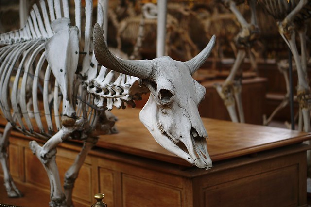 Bison skeleton
