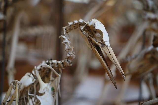 Heron skeleton