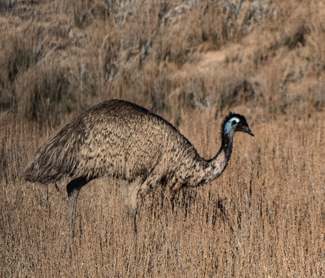 Emu beauty