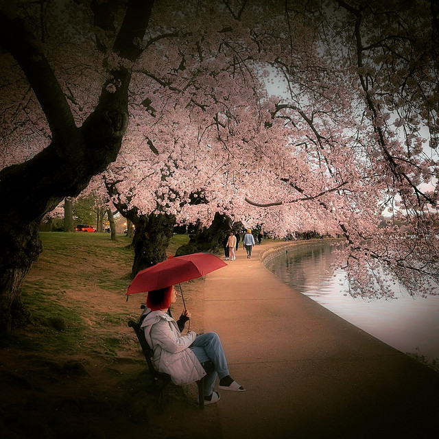 Raining blossoms