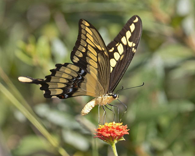 King Swallowtail (Heraclides thoas brasiliensis)