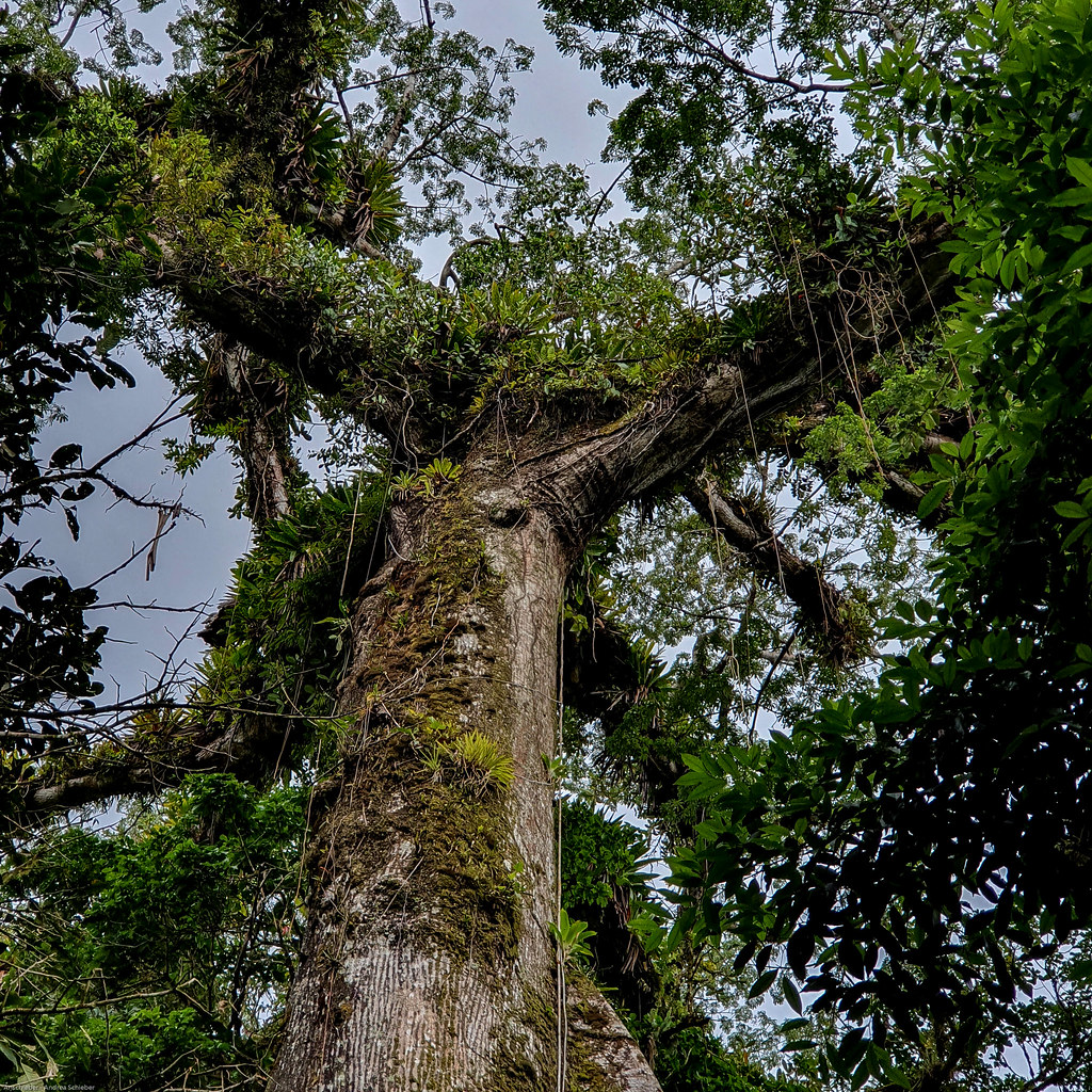 Arbol de la Paz - Kapokbaum (Ceiba pentandra), Rio Celeste, Costa Rica