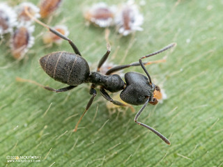 Ant (Technomyrmex modiglianii) - P3165177