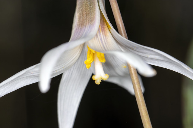 Erythronium albidum, Flat Rock Cedar Glades and Barrens SNA, Rutherford County, Tennessee 1