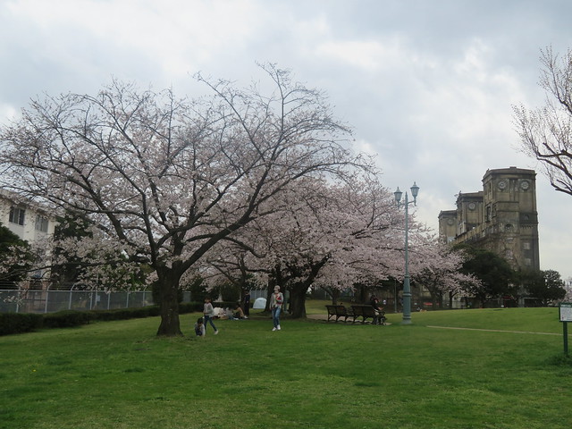 横浜桜散歩(8)根岸森林公園 2023.3.27