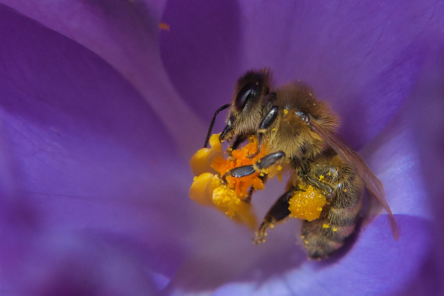 Macro image of flower with bee on it.