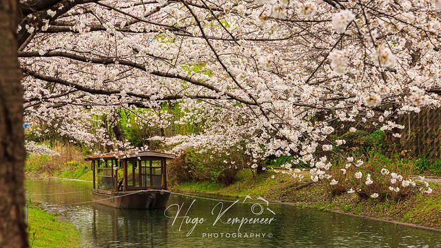 Cherry Blossoms Along the Benten Bridge in Fushimi-Ku, Kyoto City-Japan.
