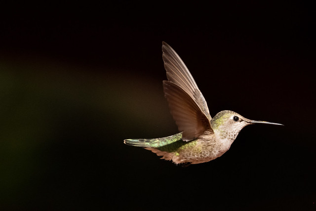 female Anna's hummingbird