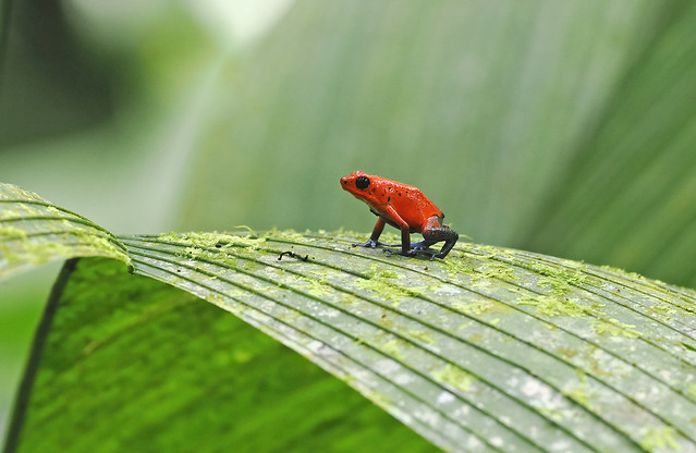 Strawberry Poison Dart Frog (Costa Rica)