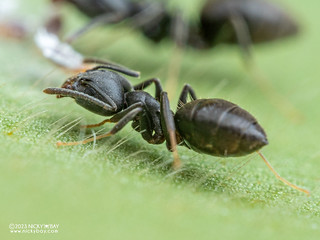 Ant (Technomyrmex modiglianii) - P3165178