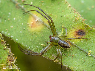 Crab spider (Spilosynema sp.) - P3165127
