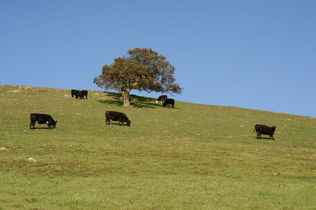 Territorial Cattle