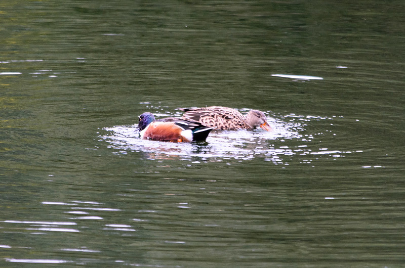 Still going round in circles: shoveller pair