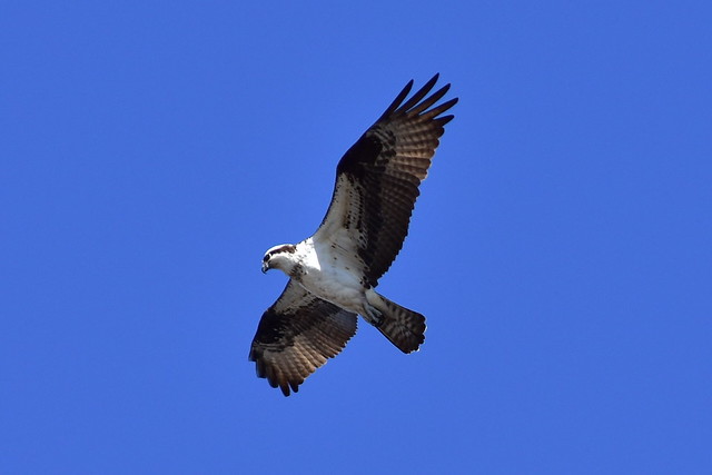 5404 Fishing Osprey @ Connetquot River.