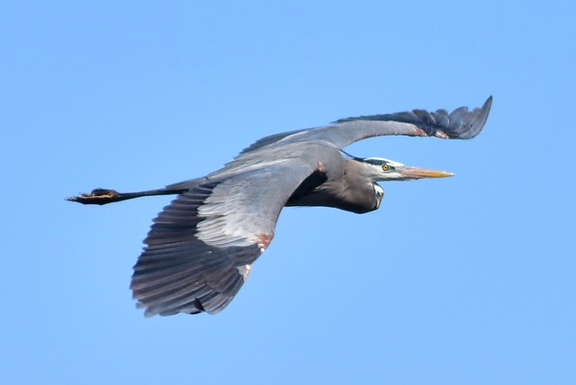 5388 Great Blue Heron flyby #2 @ Connetquot River.