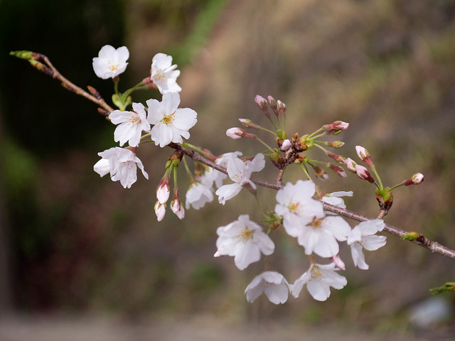 cherry blossoms and buds