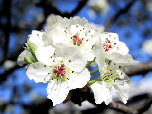 Cleveland Pear Tree blossoms