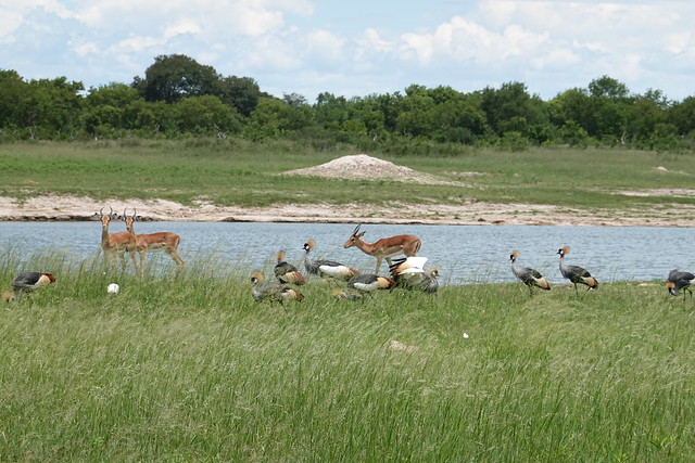Hwange NP, secretary birds & impala at a waterhole - photo Carrie Hampton