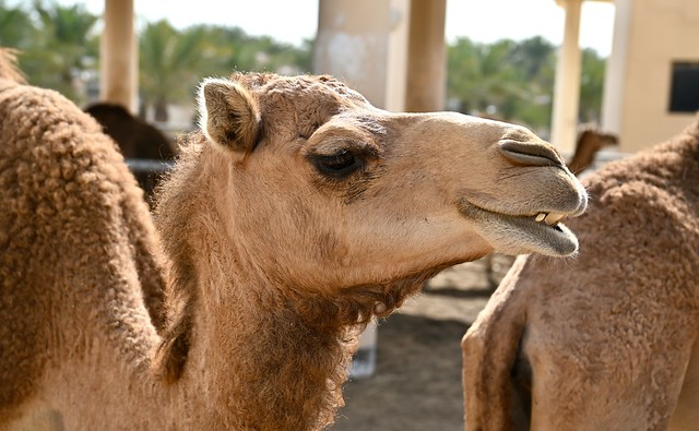 Royal Camel Farm_Manama_Bahrain_8075