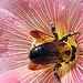 Bee on Hollyhocks