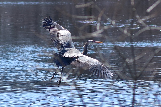 5380 Great Blue Heron going in for landing @ Connetquot River.