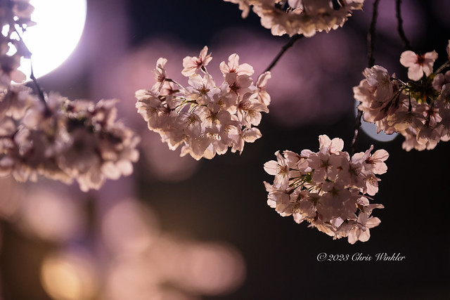 Cherry Blossoms at Night