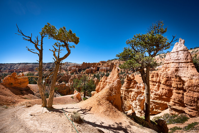 Bryce Canyon Nationalpark - Utah - USA