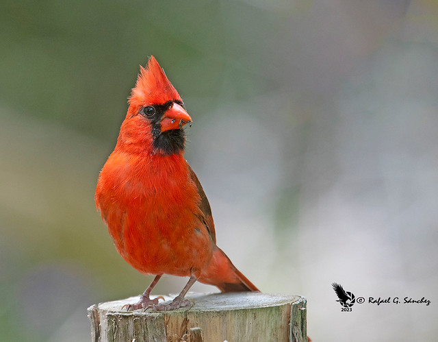 Northern-cardinal - Cardinal-rouge - Cardenal-rojo - Cardinalis-cardinalis