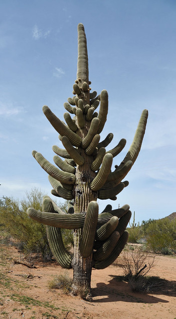 80 Arm Saguaro Cactus Arizona USA