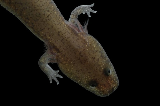 Spring Salamander larva 1 closeup