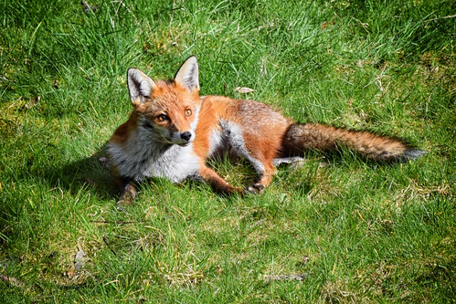 Red Fox (21/03/2023)