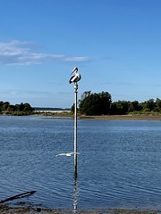 Pelican on a light pole on Shoalhaven River