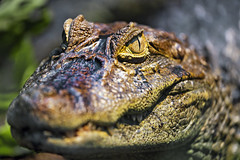 Broad-snouted caiman