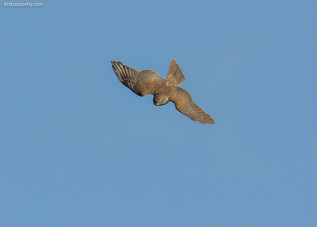 Collared Sparrowhawk: Out of the Sky