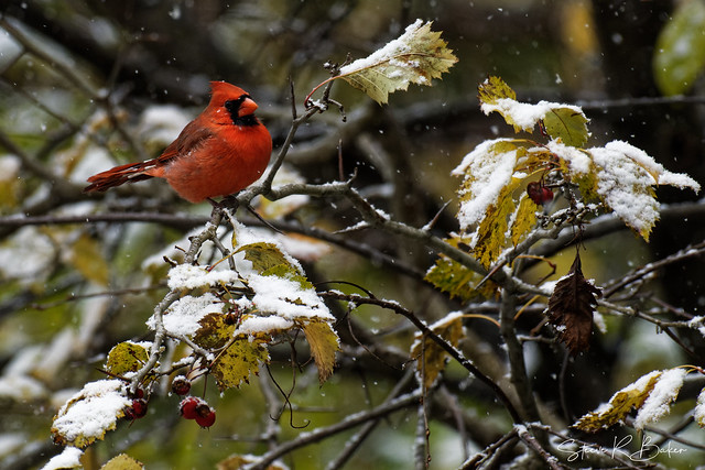 Cardinal rouge/ Northern Cardinal (Cardinalis cardinalis)