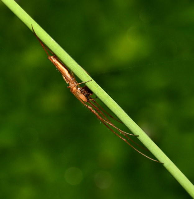 Lean and lengthy long-jawed spider