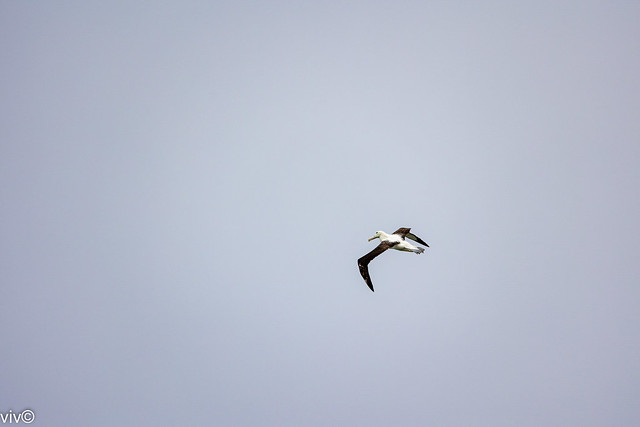 On a rainy summer evening with gale force winds, lovely to see a magnificent Southern Royal Albatross glide high in the air without flapping wings near its hillside coast nest. Uncropped image. See the video at https://flic.kr/p/2ok4VCR