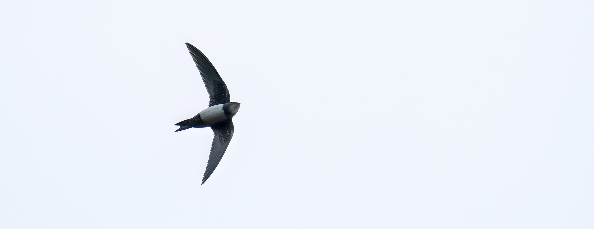 Alpine Swift - a dismal day and we should've gone to see the Chapel St. Leonard's birds - hey-ho :-(