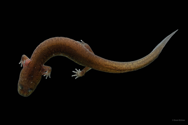 Spring Salamander (Gyrinophilus porphyriticus) larva 2
