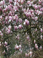 Magnoliaseason