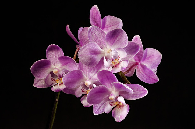 Mini-Orchid