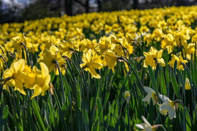 Frühling in Gelb
