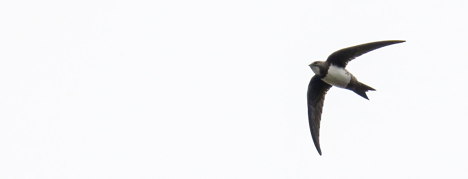 Alpine Swift - a dismal day and we should've gone to see the Chapel St. Leonard's birds - hey-ho :-(