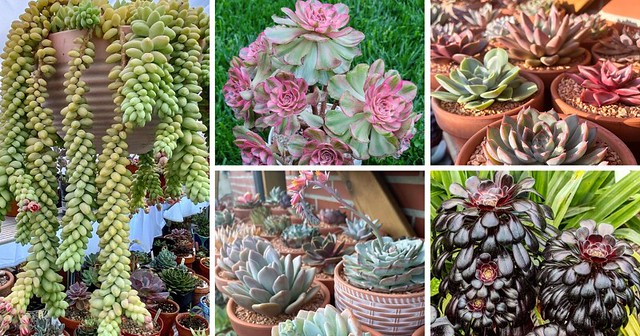 Discover The Top 10 Coolest Succulent Shapes!