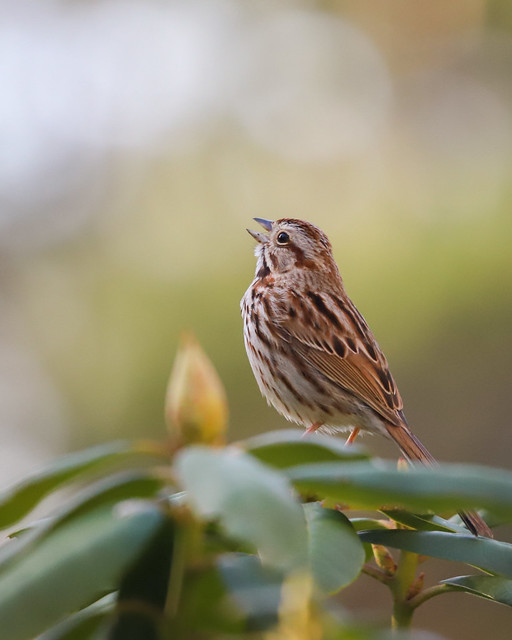 Sing Out!  (Song Sparrow)