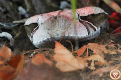 Gabunviper (Bitis gabonica)