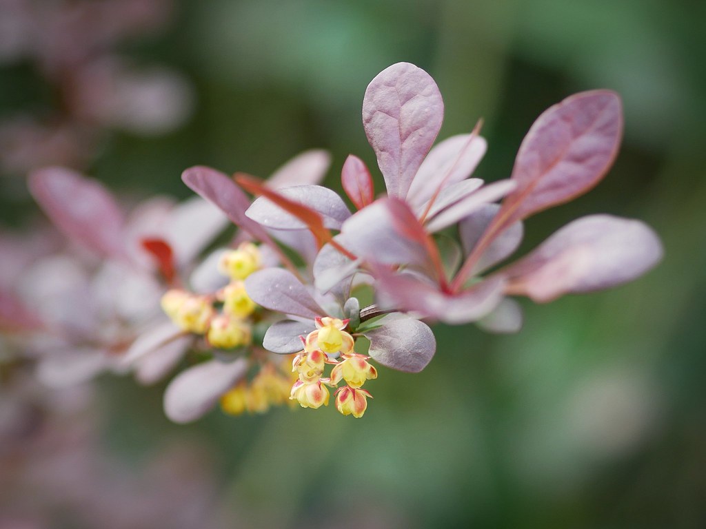 Spring barberry...