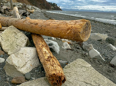 Driftwood on Beach